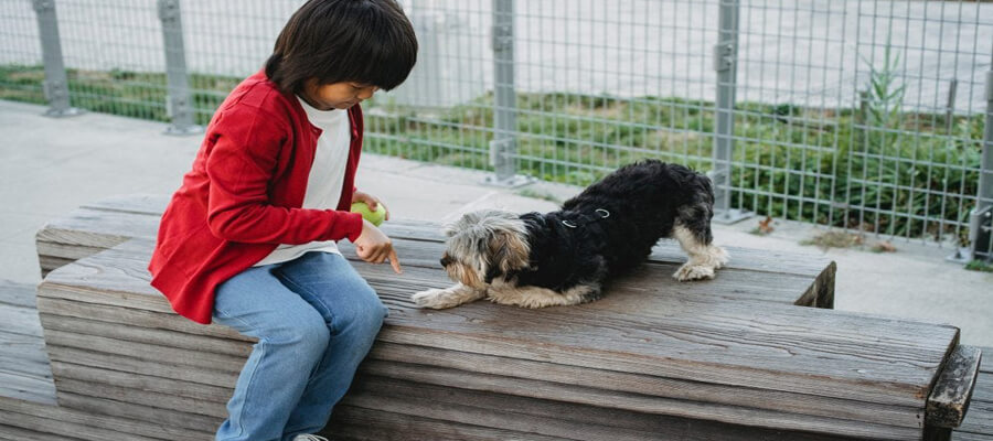 How to Teach Your Dog the "Leave It" Command: A Step-by-Step Guide